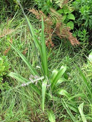 Chlorophytum krookianum
