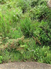 Chlorophytum krookianum