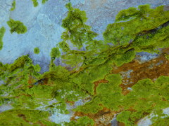 Acarosporaceae
