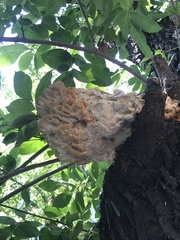 Laetiporus sulphureus
