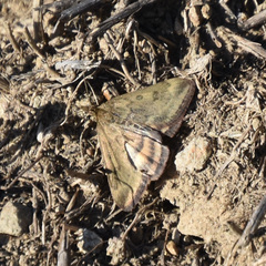 Pyrausta subsequalis