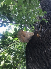 Laetiporus sulphureus