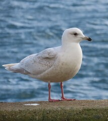 Larus glaucoides kumlieni