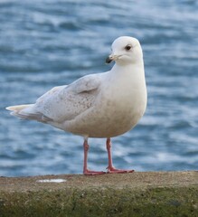 Larus glaucoides kumlieni