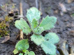 Tomostima cuneifolia
