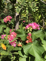 Dombeya wallichii