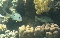 Lutjanus ehrenbergii