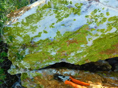 Acarosporaceae