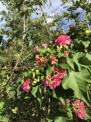 Dombeya wallichii