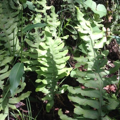 Phlebodium araneosum