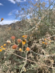 Bebbia atriplicifolia