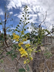 Erythrostemon pannosus