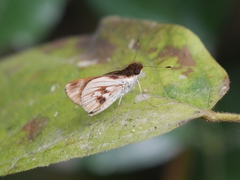 Vettius fantasos