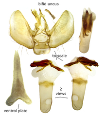 Eupithecia cimicifugata