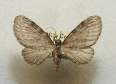 Eupithecia cimicifugata