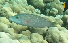 Oxycheilinus digramma