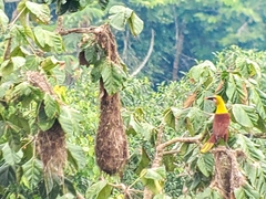 Psarocolius bifasciatus