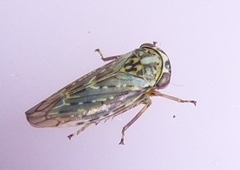 Idiocerus herrichii