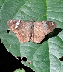 Celaenorrhinus similis