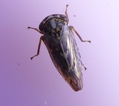 Idiocerus herrichii