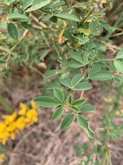 Crotalaria pumila