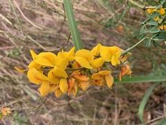 Crotalaria pumila