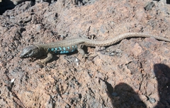 Gallotia atlantica