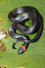 Chersodromus liebmanni