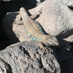 Gallotia atlantica