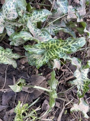 Arum italicum italicum