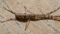 Tetragnathidae