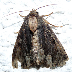 Dypterygia scabriuscula