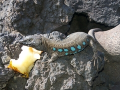 Gallotia atlantica