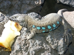 Gallotia atlantica