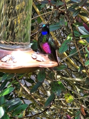 Coeligena helianthea