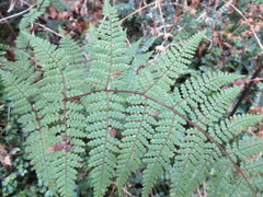 Hypolepis rufobarbata