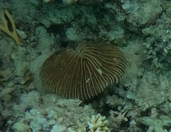 Fungia fungites