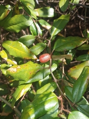 Elaeagnus pungens