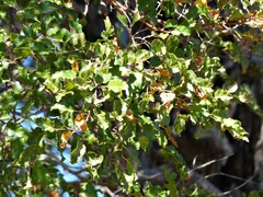 Nothofagus antarctica