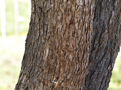 Nothofagus antarctica