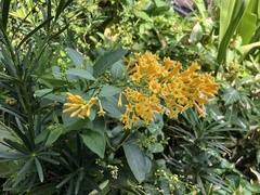Cestrum aurantiacum