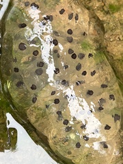 Ambystoma
