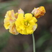 Oxalis pes-caprae pleniflora - Photo (c) Michaela Sonnleitner, μερικά δικαιώματα διατηρούνται (CC BY-NC), uploaded by Michaela Sonnleitner