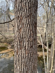 Magnolia acuminata