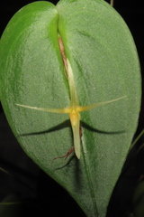 Pleurothallis index
