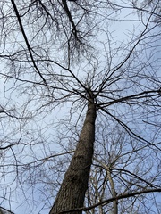 Magnolia acuminata
