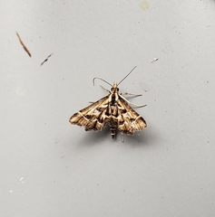 Diasemia grammalis