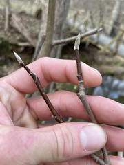 Magnolia acuminata