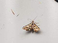 Diasemia grammalis