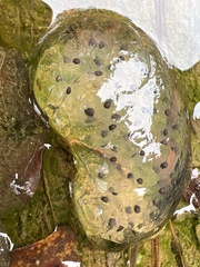 Ambystoma